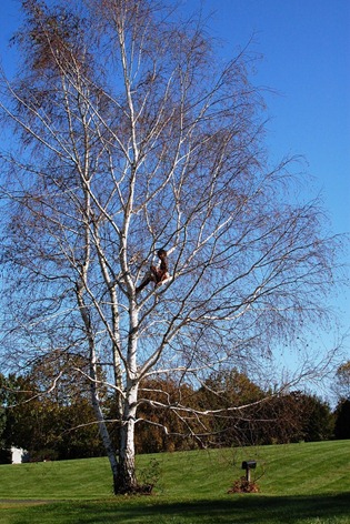 tree swing morph 1
