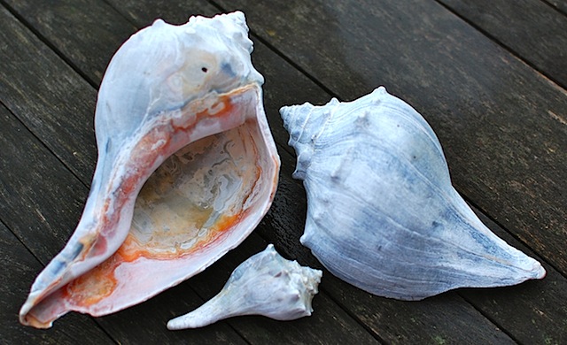 owen's shells