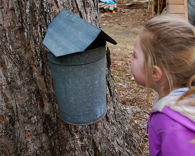 sap bucket M