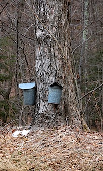 sap buckets on tree