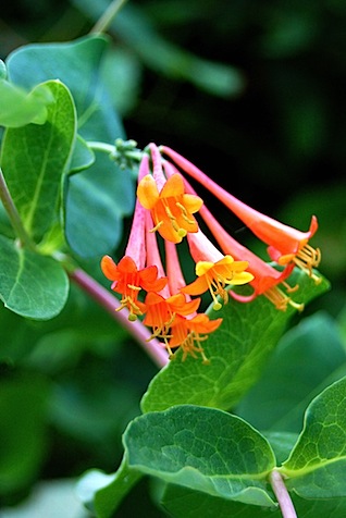 trumpet bloom