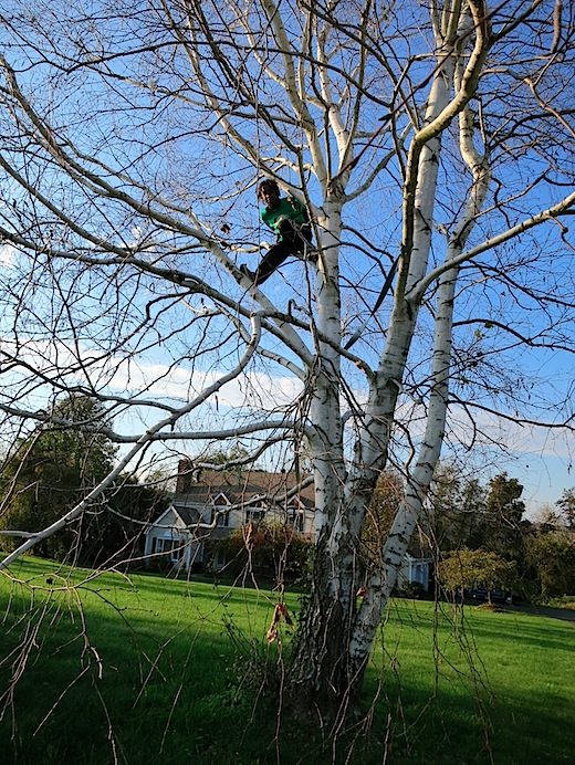 O tree