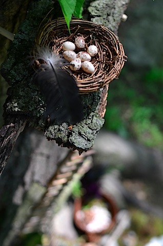 5-1 nest close