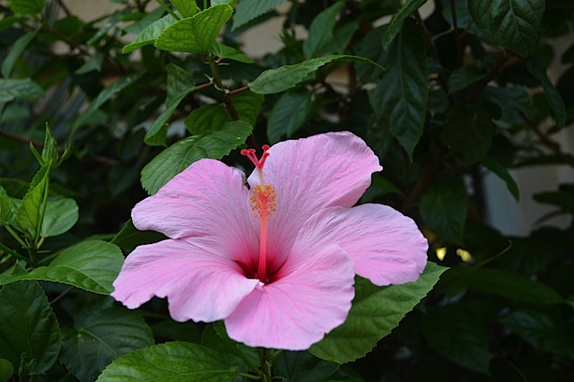 a pink flower