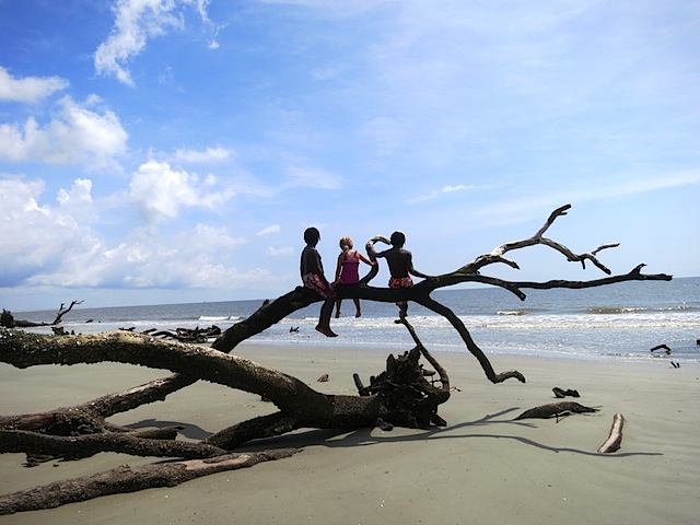 tree at beach