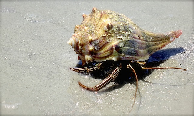 4th Hermit Crab