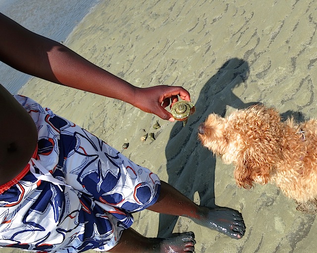 dash at the beach hermit crab