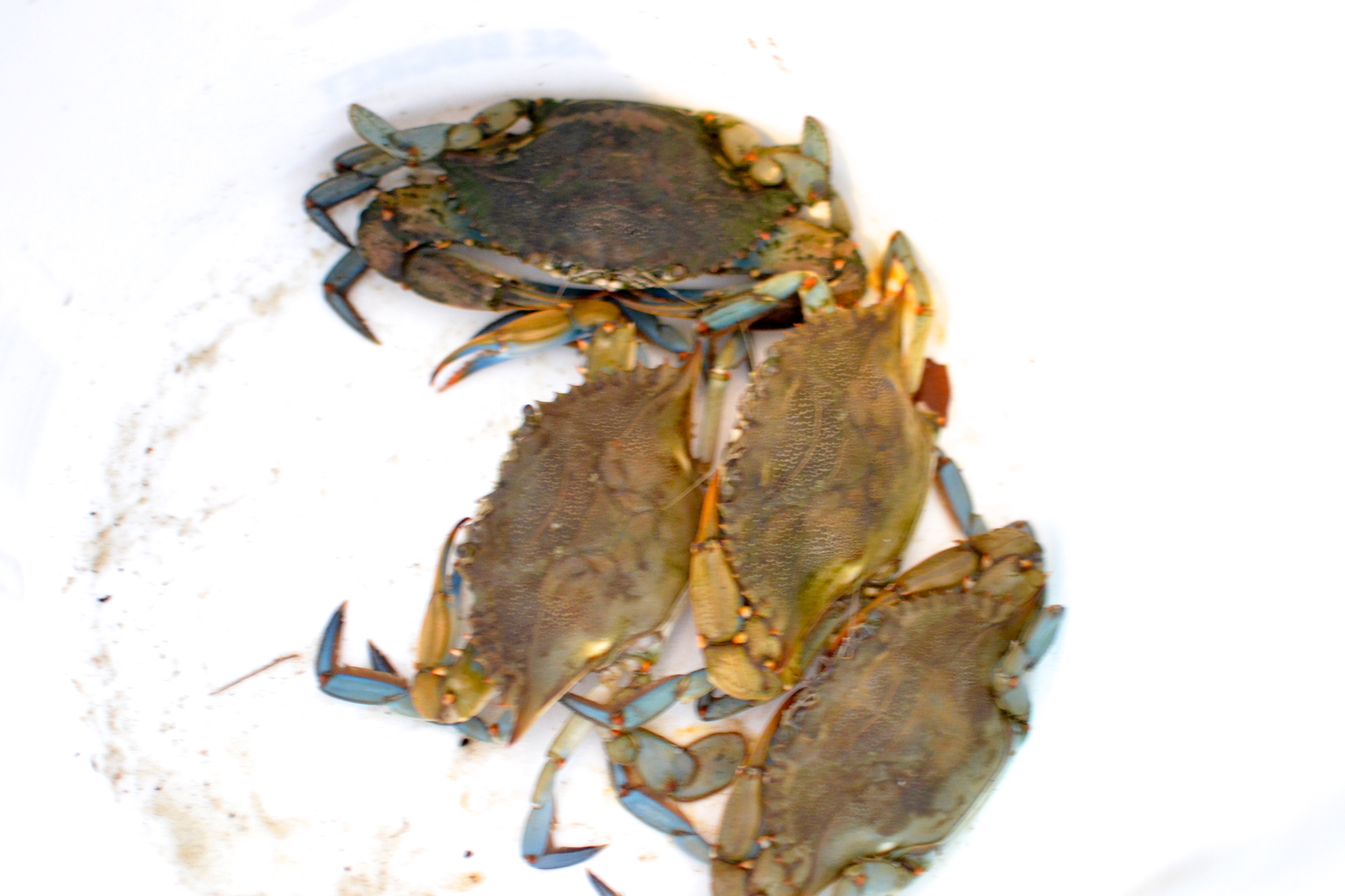 Crabs in the Bucket