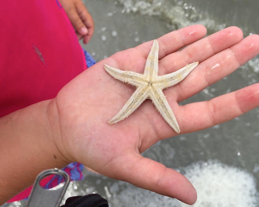 starfish 2